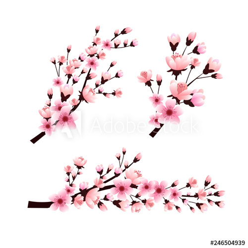 500x500 Set Of Sakura Branches With Flowers, Cherry Blossom, Vector
