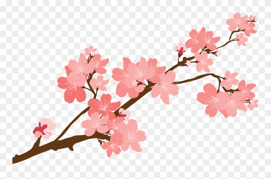 880x584 Cherry Blossom Clipart At Getdrawings
