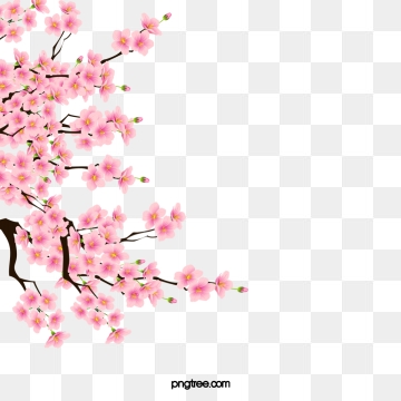 360x360 Cherry Blossom Png, Vector, And Clipart With Transparent