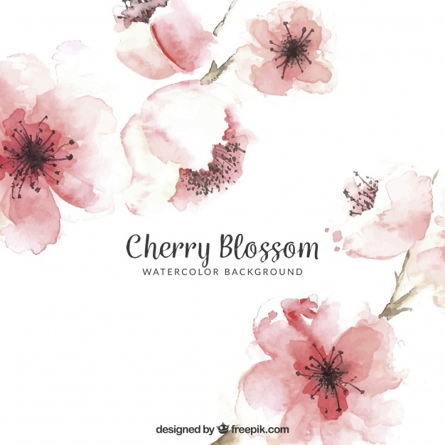 Cherry Blossom Vectors, Photos And Free Download 626x626 Cherry Blossom Vectors, Photos And Free Download