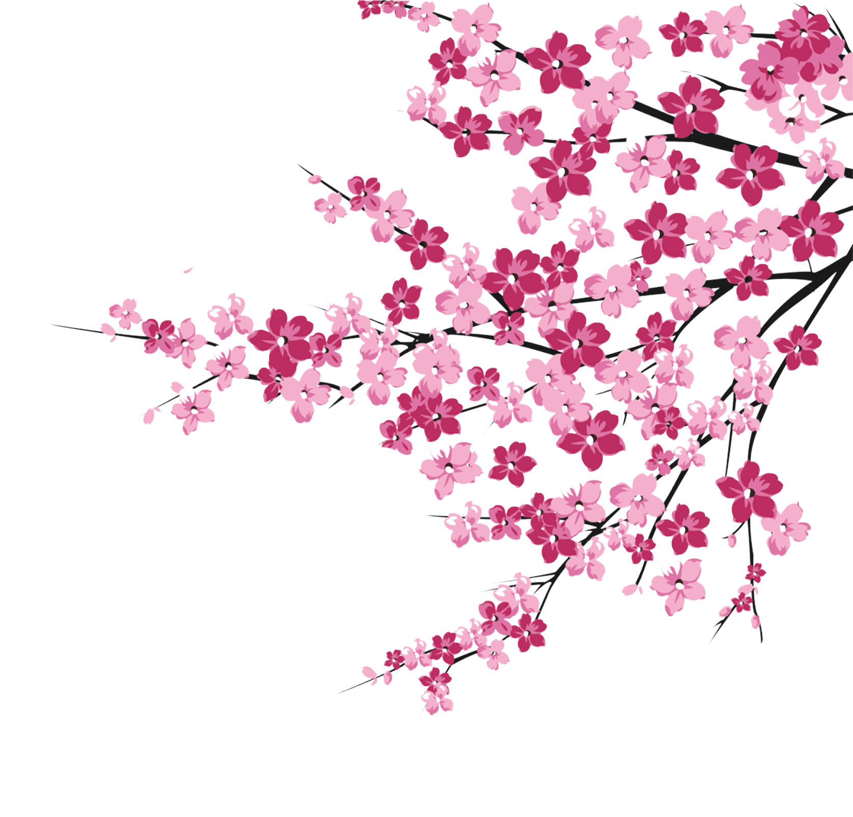 Cherry Blossom Vector Art at Vectorified.com | Collection of Cherry