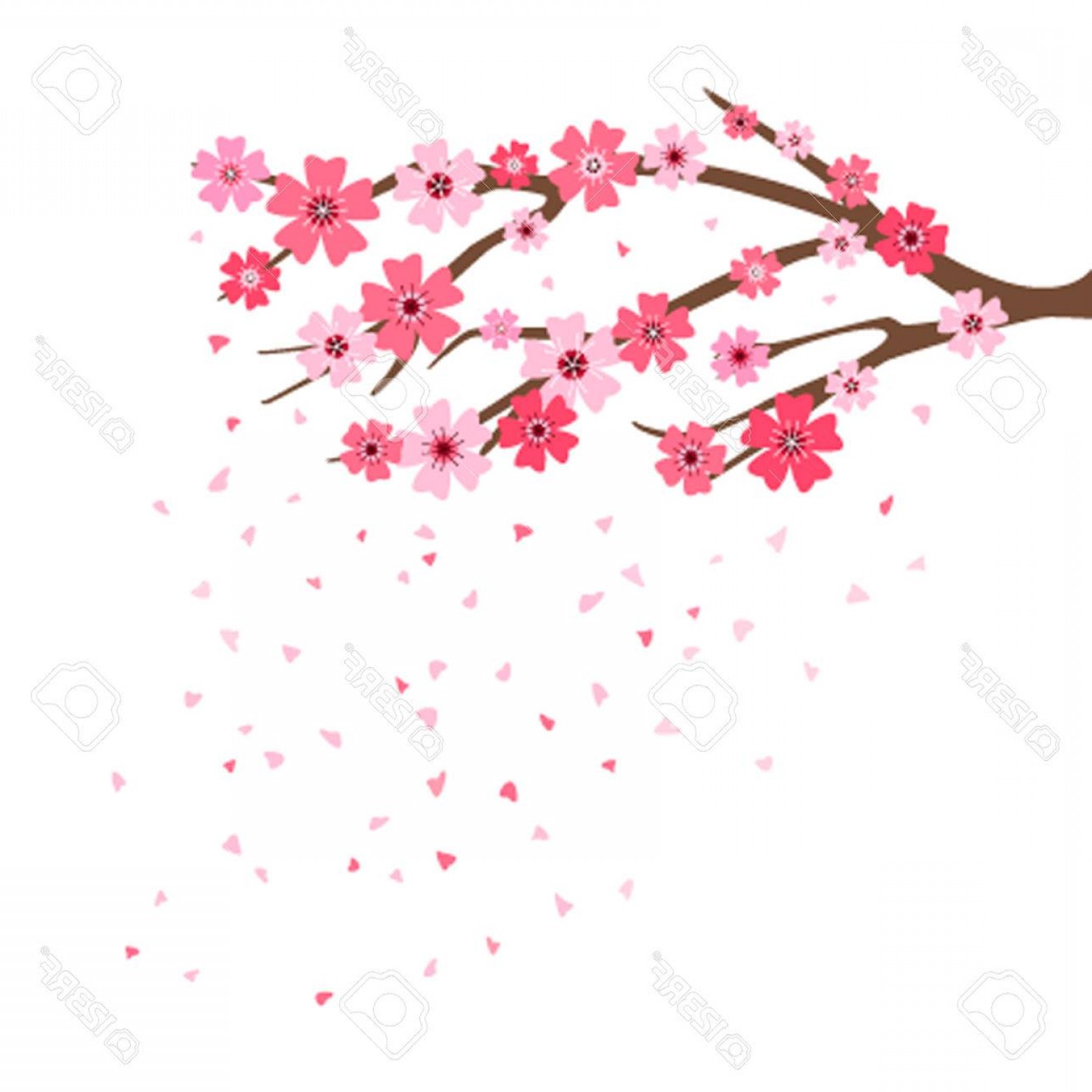 Falling Cherry Blossom Vector Hoodamathrun 1560x1560 Falling Cherry Blossom Vector Hoodamathrun