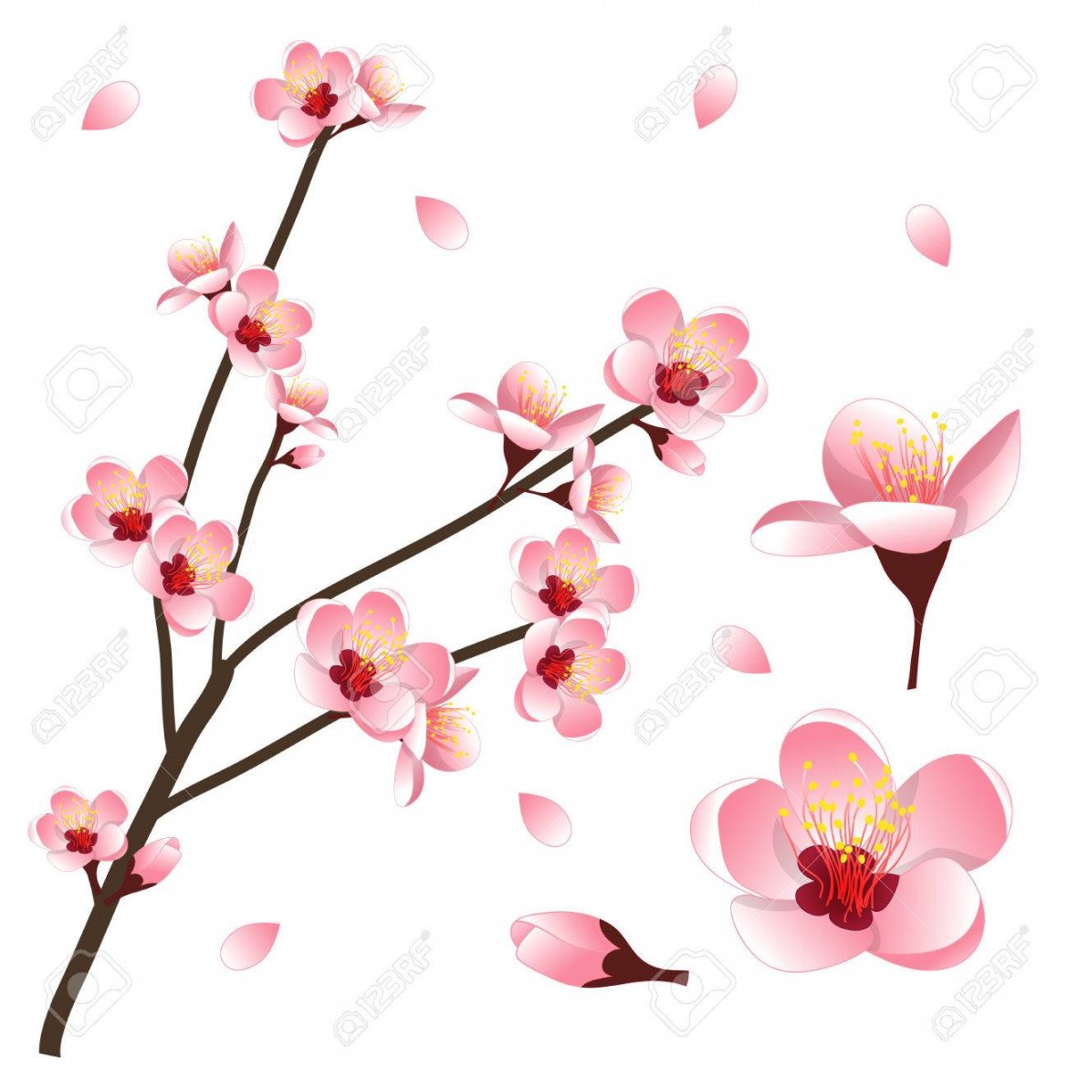 Prunus Persica Peach Flower Blossom Vector Illustration Isolated 1170x1170 Prunus Persica Peach Flower Blossom Vector Illustration Isolated