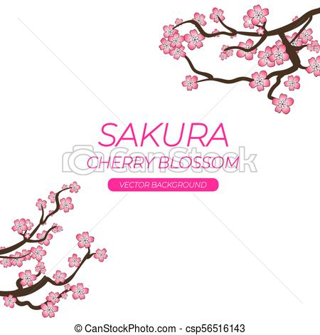 Sakura Cherry Bloom Vector Background Template, Spring Cherry 450x470 Sakura Cherry Bloom Vector Background Template, Spring Cherry