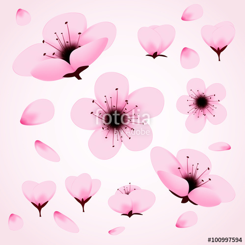 Cherry Blossom Vector Stock Image And Royalty Free Vector 499x500 Cherry Blossom Vector Stock Image And Royalty Free Vector