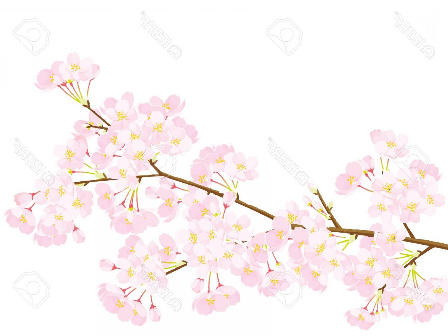 Blossom Vector Lamaison 1560x1170 Blossom Vector Lamaison