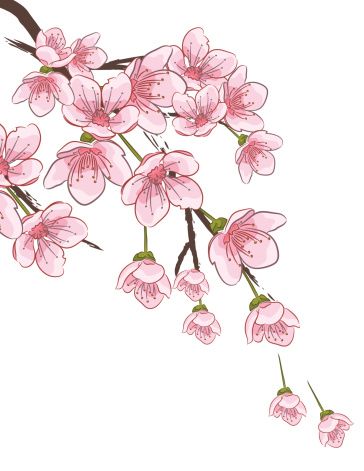 Cherry Blossom Branch Vector Art Illustration A Pintar! 364x471 Cherry Blossom Branch Vector Art Illustration A Pintar!