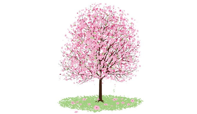 680x395 Cherry Blossom Vector Free Graphics Uihere