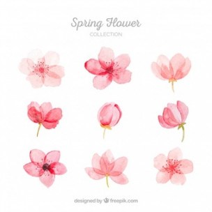 304x304 Cherry Blossom Vectors, Photos And Free Download