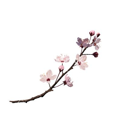 380x400 Excelent Branch Of Sakura Or Cherry Blossom Royalty Free Vector