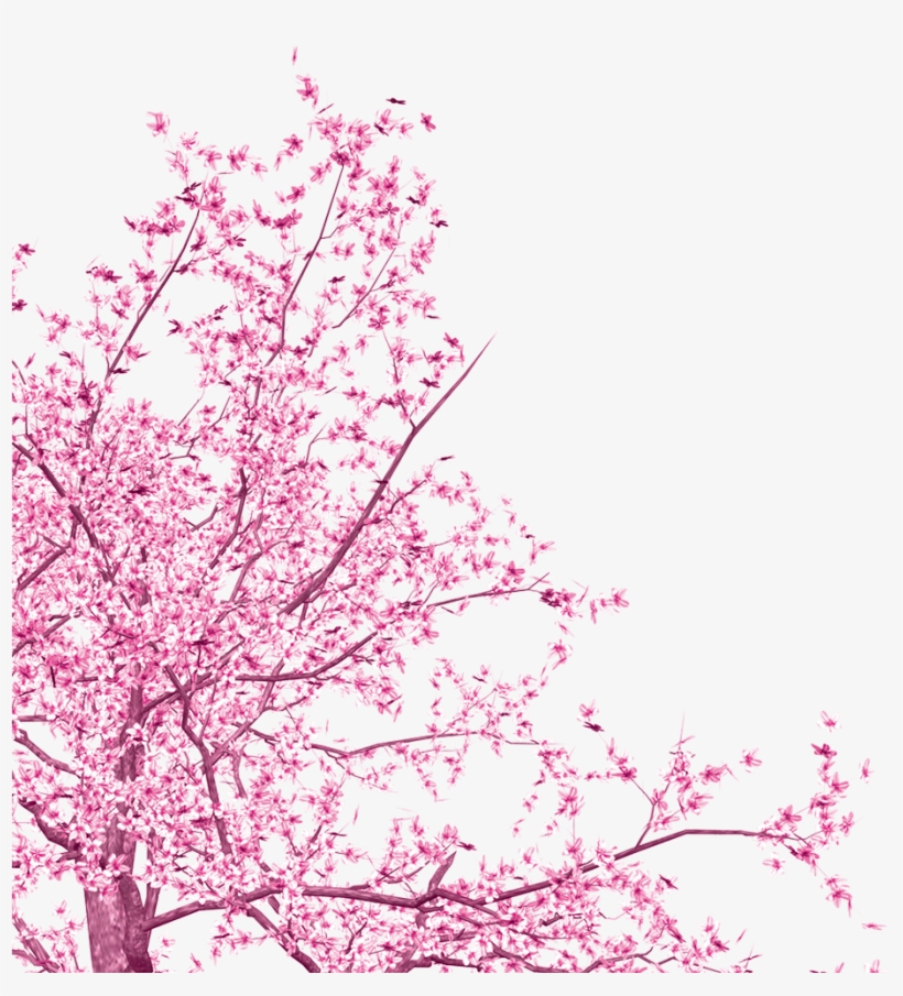820x905 Ink Cherry Blossom Vector Free Download