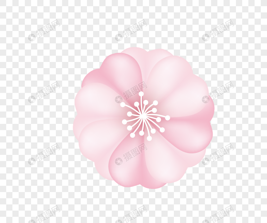 860x720 Peach Blossom Cherry Blossoms Vector Material Png Image Picture