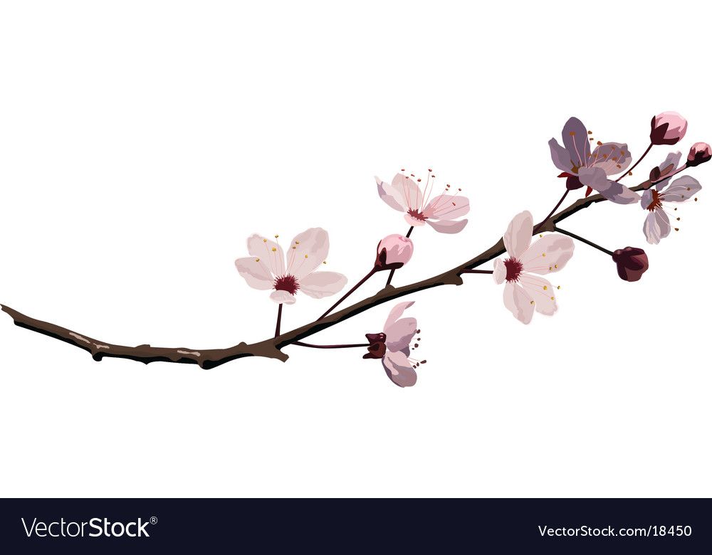 1000x780 Tattoo Cherry Blossom Vector, Cherry Blossom, Pink