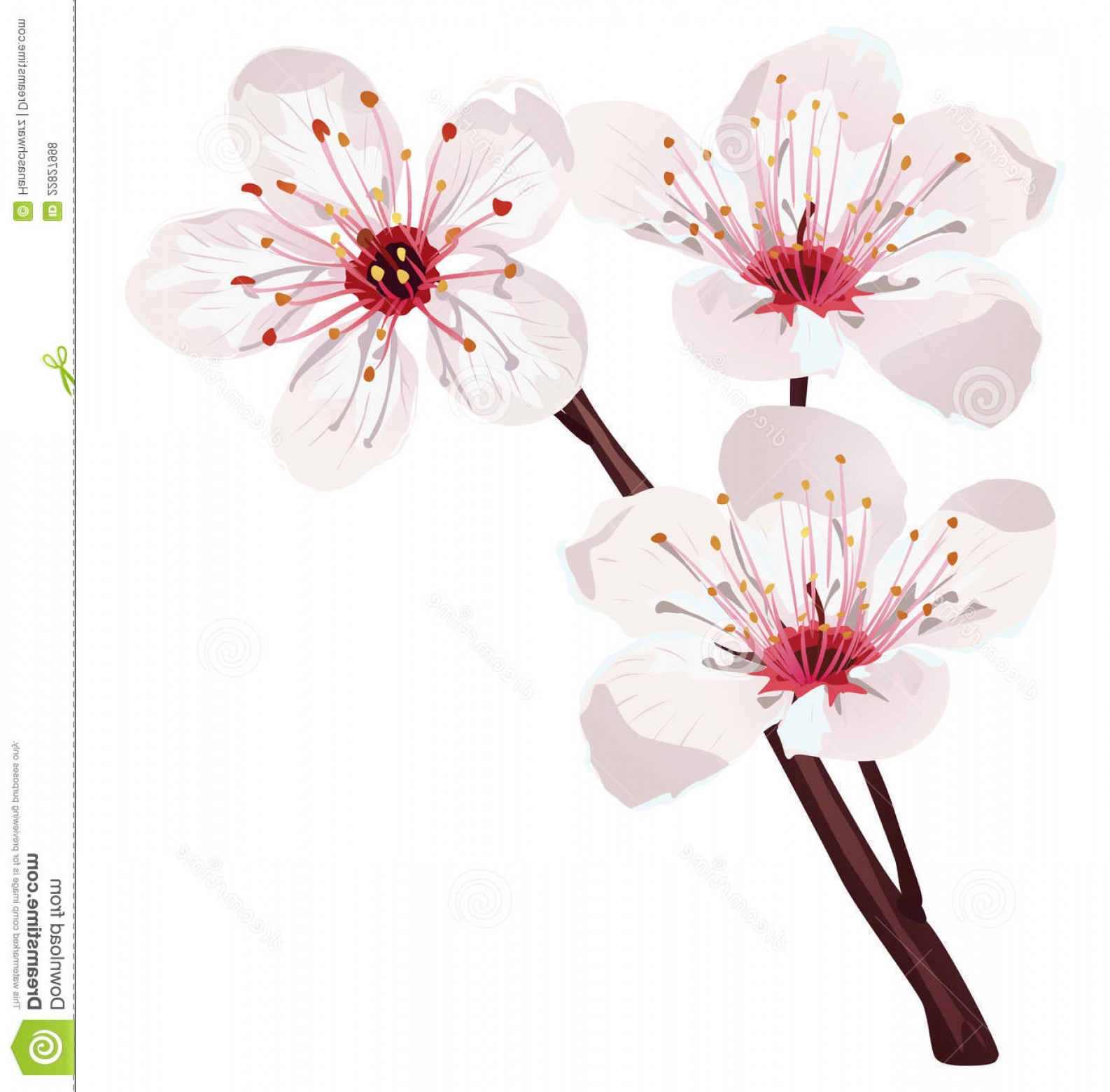 1586x1560 Royalty Free Stock Photos Cherry Blossom Vector Image Cqrecords