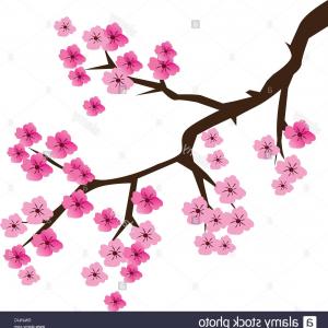 300x300 Royalty Free Stock Photos Cherry Blossom Vector Image Wallkeeper