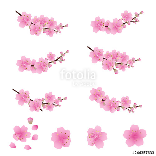 500x500 Sakura Flowers Icon Set Cherry Blossom Vector Illustration