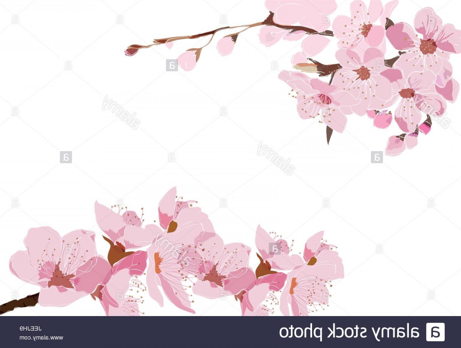 1560x1177 Stock Photo Cherry Blossom Vector Background Sakura Illustration