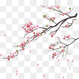 260x260 Cherry Blossom Png Hd Transparent Cherry Blossom Hd Images