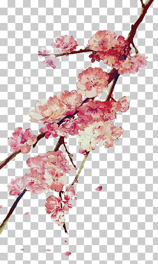 Cherry Blossom Vector Png