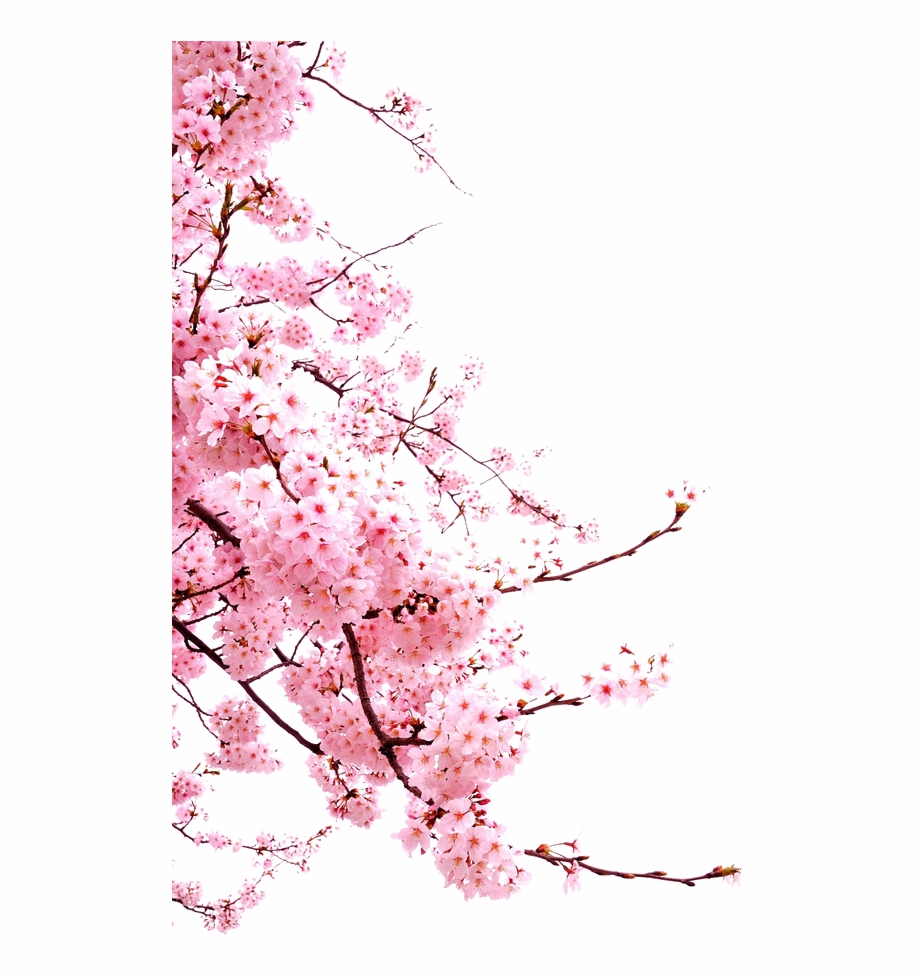 920x977 Cherry Blossom Png Images