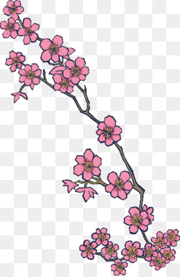 260x400 Cherry Blossom Vector Png Free Download
