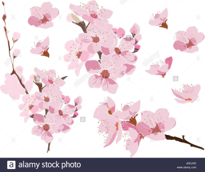 Cherry Blossom Vector Png at Vectorified.com | Collection of Cherry ...