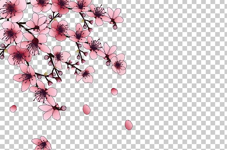 728x482 National Cherry Blossom Festival Pink Png, Clipart, Blossom