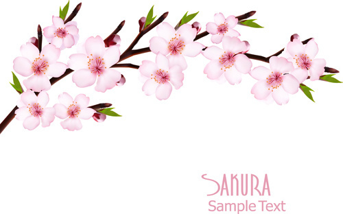 500x312 Sakura Free Vector Download