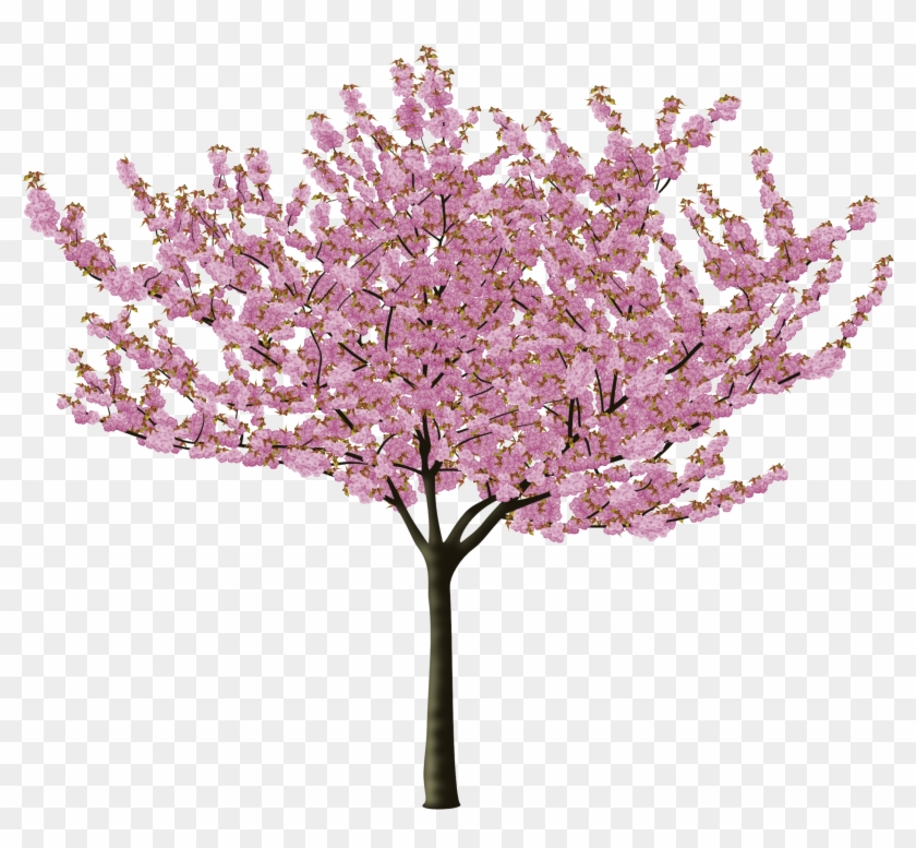 840x777 Cherry Blossom