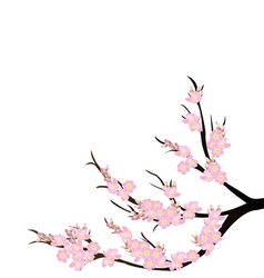 238x250 Cherry Blossom Clipart Png