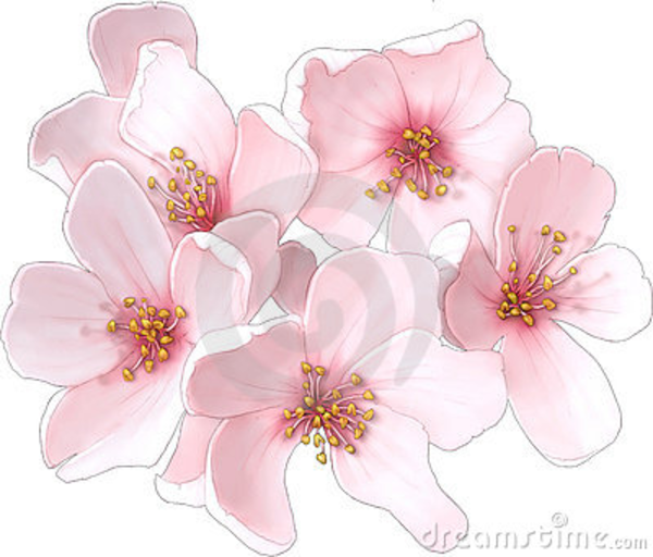 600x512 Cherry Blossom Flower Clip Art