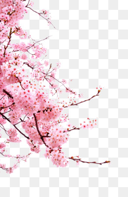 260x400 Cherry Blossom Flower Transparent