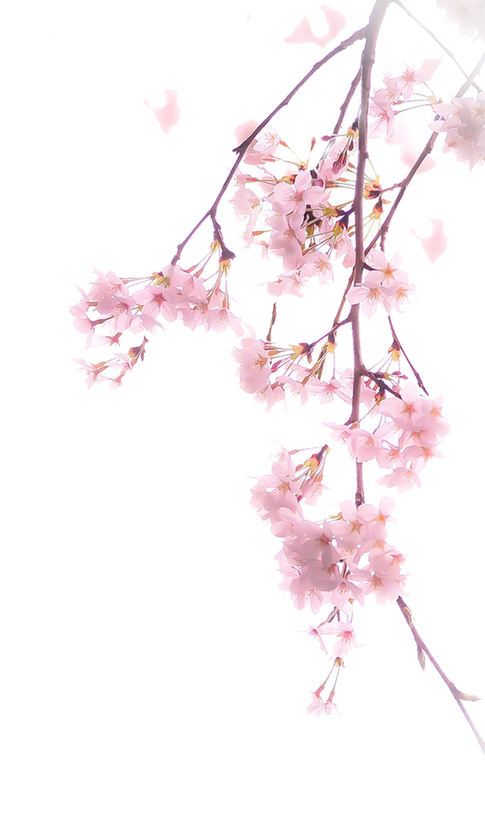 Cherry Blossom Vector Transparent at Vectorified.com | Collection of