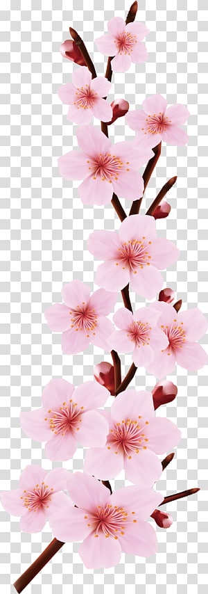 300x854 Cherry Fruit Auglis, Cherry Transparent Background Png Clipart
