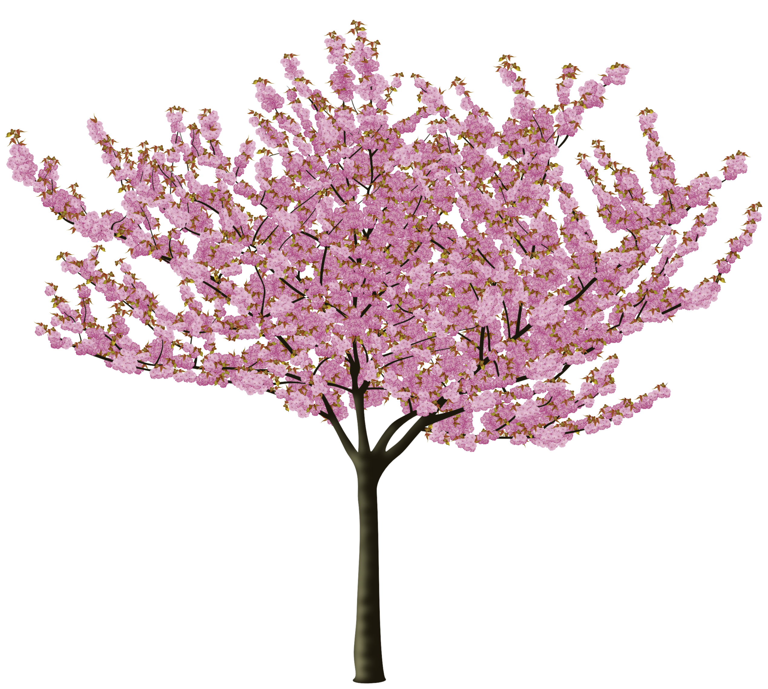 2538x2277 Blooming Cherry Blossom Vector Art