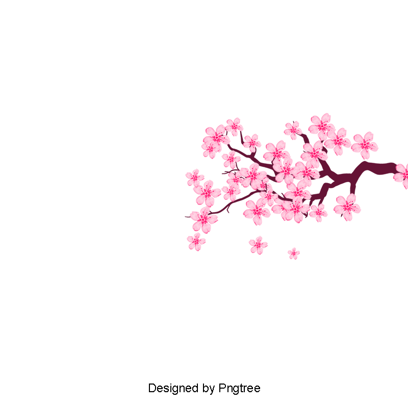 Cherry Blossom Vector Transparent at Vectorified.com | Collection of