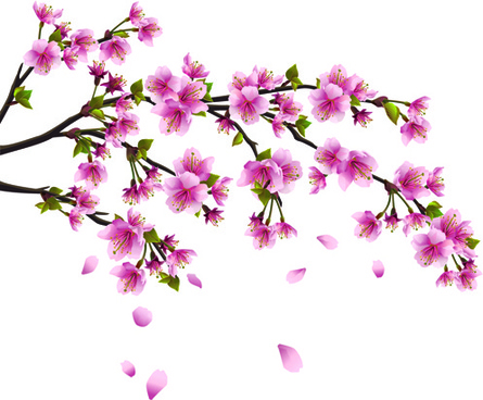 445x368 Ideas Cherry Blossom Png Transparent Image Cherry Blossom Vector