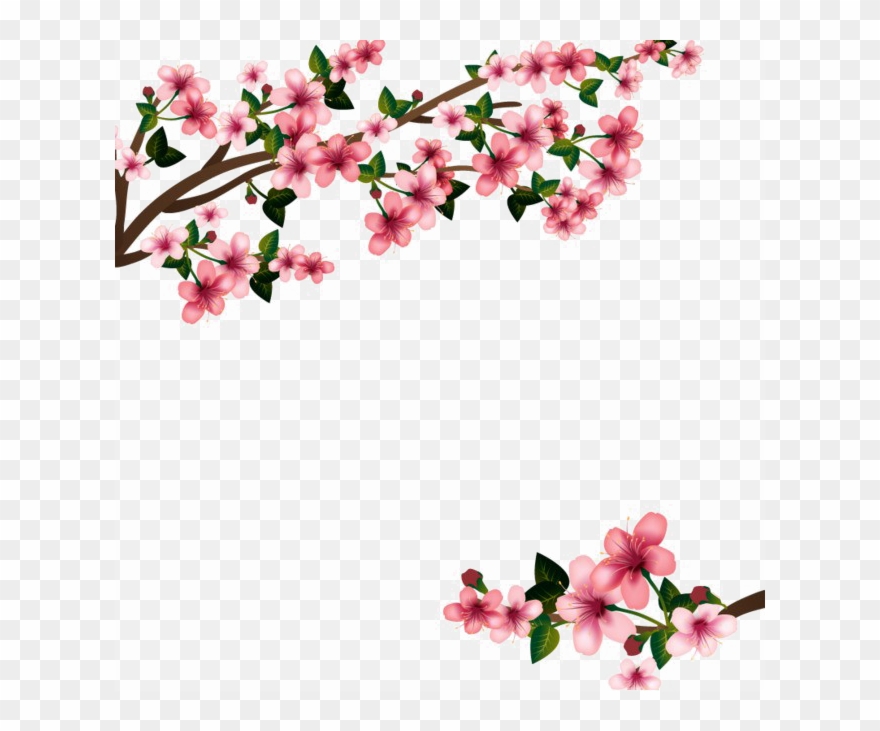 Cherry Blossom Vector Transparent at Vectorified.com | Collection of ...