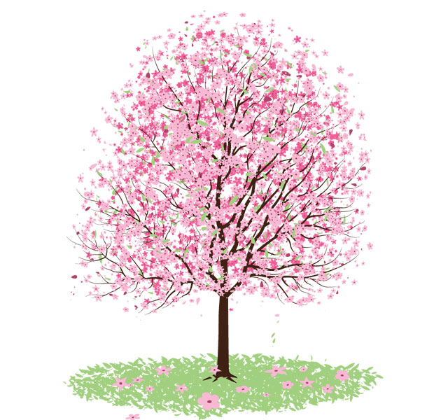 640x600 Pink Cherry Blossom Tree Vector Free Tree Vectors Photoshop