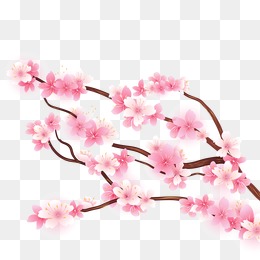 260x260 Sakura Flower Png Hd Transparent Sakura Flower Hd Images