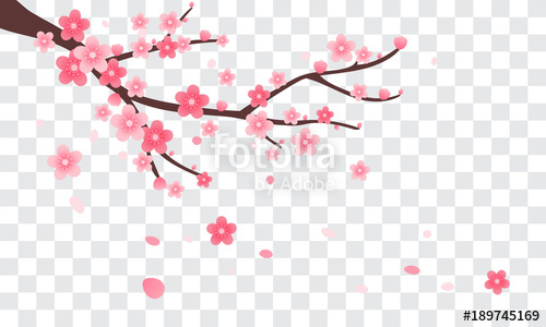 500x300 Sakura Branch With Falling Petals Vector Illustration Pink Cherry