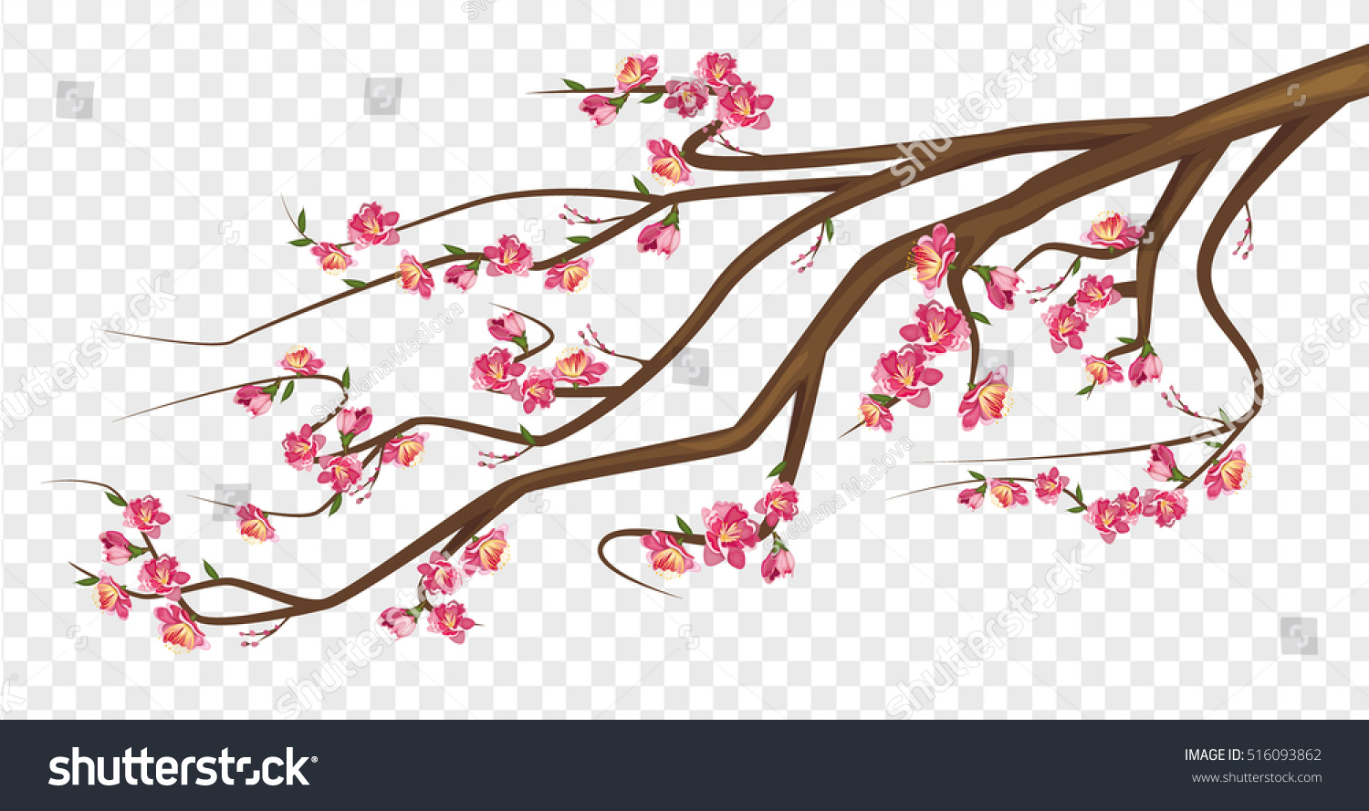1500x889 Cherry Blossom Clipart No Background