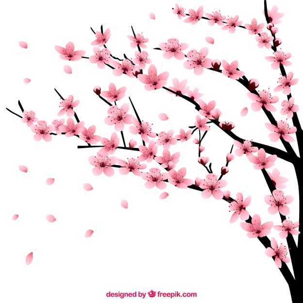 625x624 Cherry Blossom Tree Vectors, Photos And Free Download
