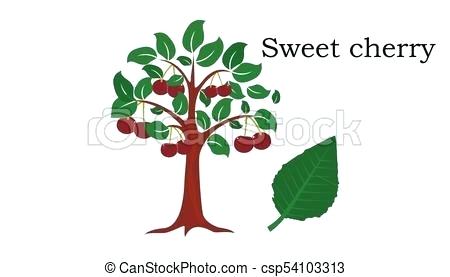 450x277 Cherry Tree Drawings