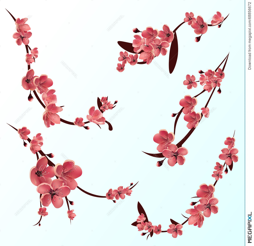 827x800 Branches Of Rose Blossoming Sakura Japanese Cherry Tree Vector