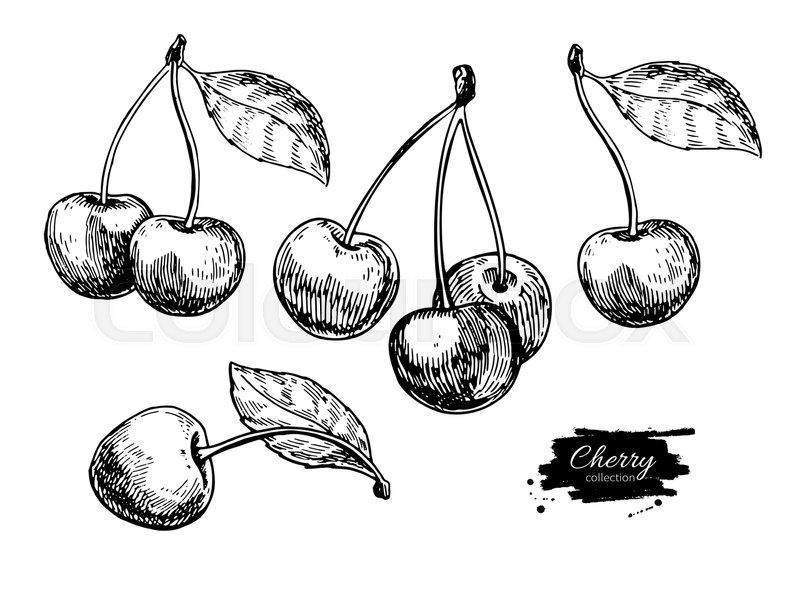 Cherry Vector Drawing Set Isolated Stock Vector Colourbox 800x610 Cherry Vector Drawing Set Isolated Stock Vector Colourbox