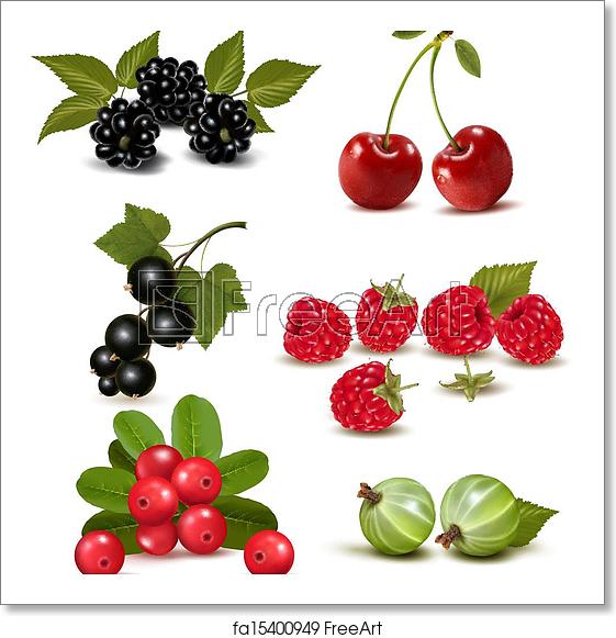 561x581 Free Art Print Of Big Group Of Fresh Berries And Cherries Vector