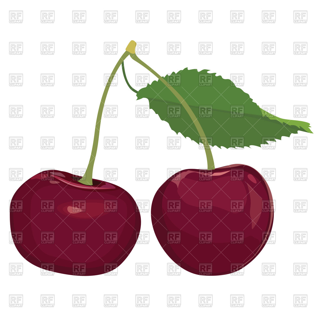 1200x1198 Cherries Vector Image Of Plants And Animals Terriana