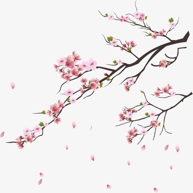 Pink Cherry Blossoms, Branches, Flowers, Plant Png And Vector 650x649 Pink Cherry Blossoms, Branches, Flowers, Plant Png And Vector