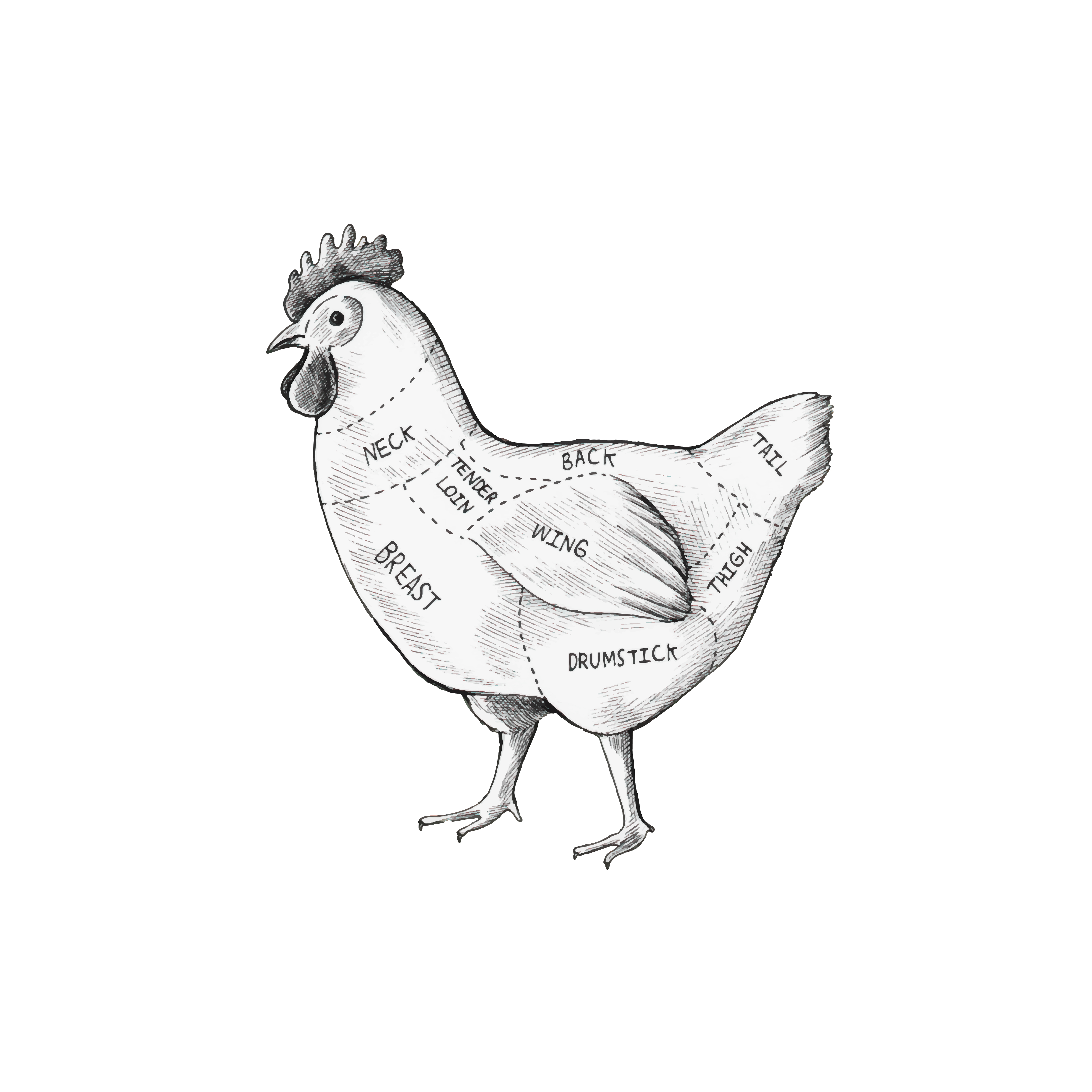 4675x4676 Chicken Breast Free Vector Art
